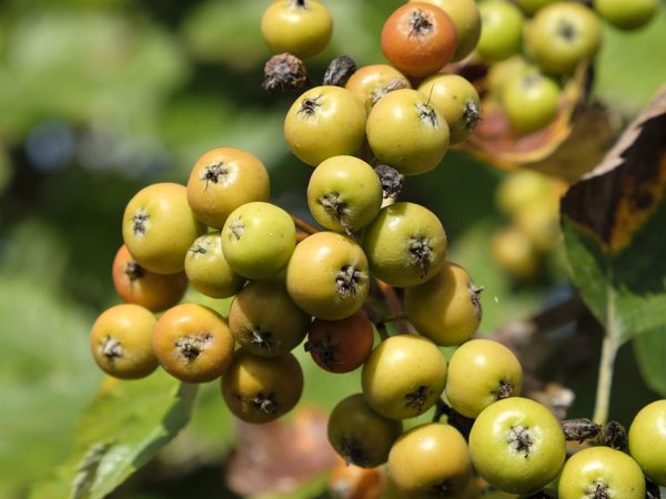Mehlbeeren Edelbrand