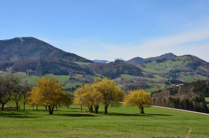 Read more about the article Die Dirndl – Österreichs erste Frühlingsbotin